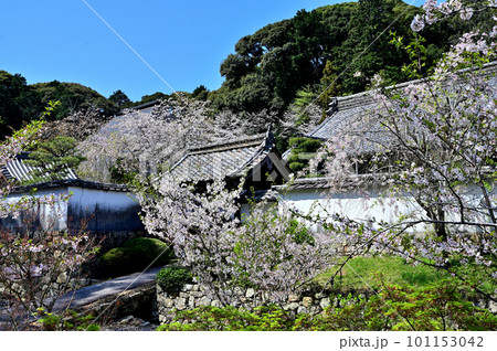 本興寺　境内の桜 101153042