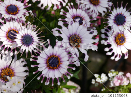 オステオスペルマムスパイダーホワイト オステオスペルマムスパイダーホワイト 101153063