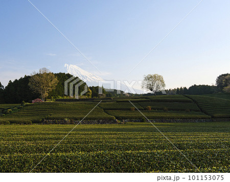 茶畑越しに見る冠雪の富士山（大渕笹場） 101153075