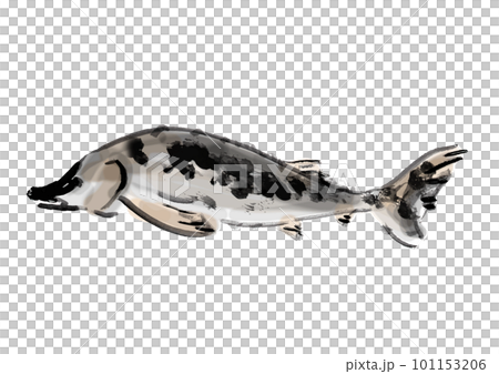hand drawn japanese style illustration of sturgeon 101153206