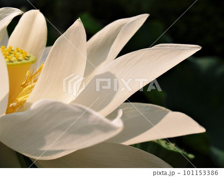 京都のとある寺院で撮った蓮の花 101153386