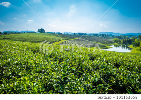 Landscape view of tea plantation at choui fong farm Chiang Rai, Thailand is Top tourist destinations and Landmark of Chiang Rai 101153658