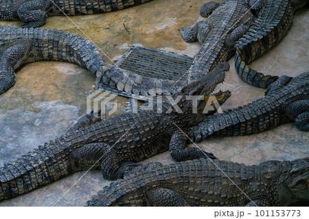 Asian crocodile feeding meat sleep in outdoor farm Asian crocodile feeding meat sleep in outdoor farm 101153773