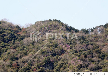 岩肌に咲くツツジ 101153894