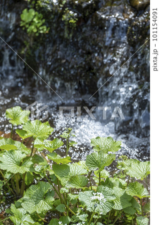 清流で栽培されるワサビ(倉吉市関金町） 101154091