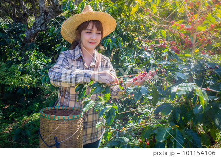 woman collects fresh coffee from a tree in a basket plantation at Doi Chang, Chiang Rai, Thailand. 101154106