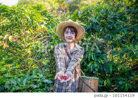 woman collects fresh coffee from a tree in a basket plantation at Doi Chang, Chiang Rai, Thailand. woman collects fresh coffee from a tree in a basket plantation at Doi Chang, Chiang Rai, Thailand. 101154119