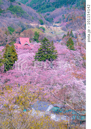【春素材】高遠城址公園の桜・俯瞰風景【長野県】 101154142