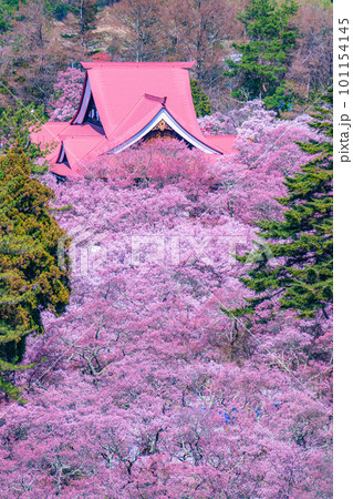 【春素材】高遠城址公園の桜・俯瞰風景【長野県】 【春素材】高遠城址公園の桜・俯瞰風景【長野県】 101154145