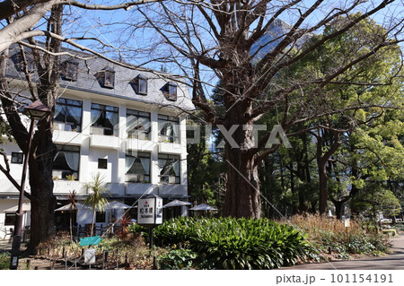 東京都千代田区日比谷公園の松本桜の見える風景 東京都千代田区日比谷公園の松本桜の見える風景 101154191
