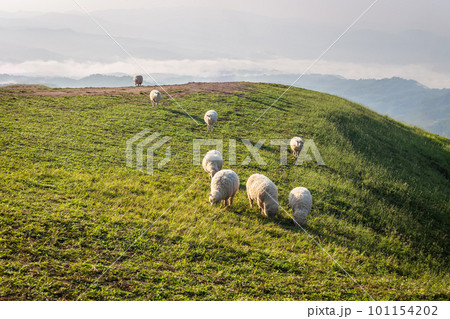Sheep graze on a foggy morning mountain in the background at Doi Chang, Chiang Rai, Thailand. 101154202