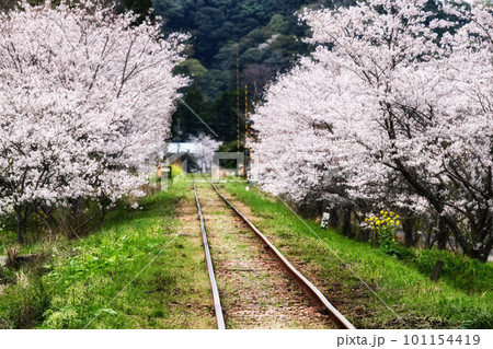 里山の線路と桜並木 里山の線路と桜並木 101154419