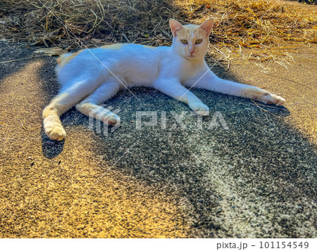 朝のぷーちん 101154549