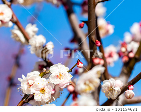 春の訪れを告げる満開の清楚な白梅 101154631