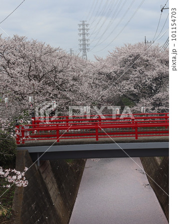《平塚渋田川》桜と花筏 《平塚渋田川》桜と花筏 101154703