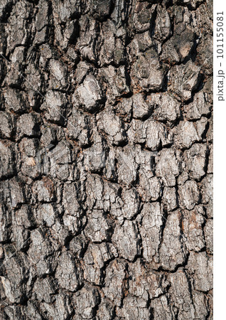 brown texture of tree bark macro brown texture of tree bark macro 101155081