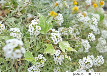 小さい白い花 101155109