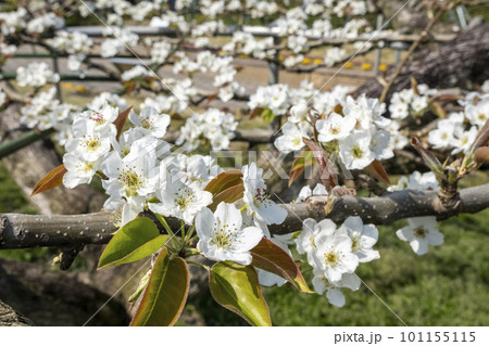 二十世紀梨の花（鳥取県湯梨浜町） 101155115