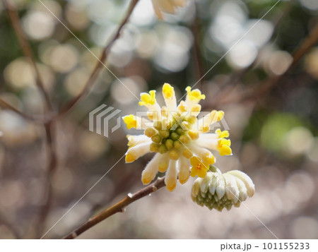 ミツマタ 101155233