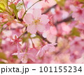 満開の河津桜 101155234