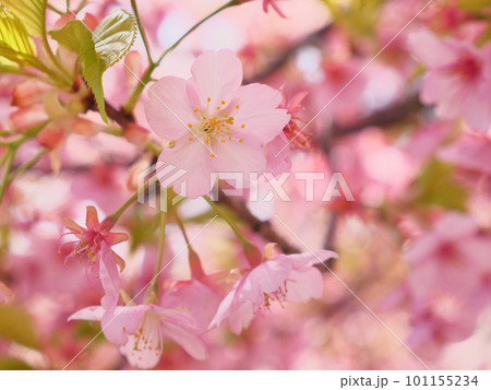 満開の河津桜 101155234