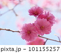 桃の花と青空 101155257