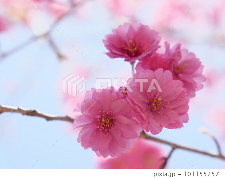 桃の花と青空 101155257