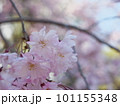 桜咲く春　Cherry blossom in spring 101155348