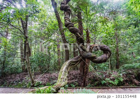 木道をふさぐように絡み合う太い蔓 101155448