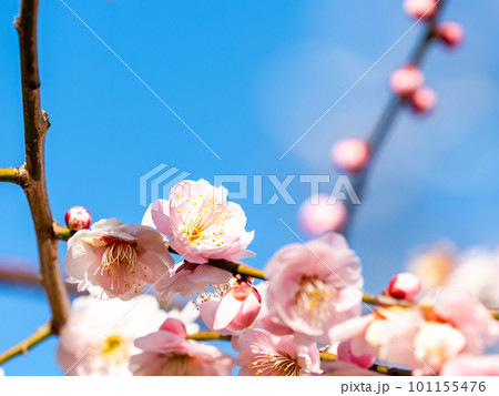 春の訪れを告げる満開の美しい紅梅 春の訪れを告げる満開の美しい紅梅 101155476