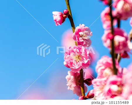 春の訪れを告げる満開の美しい紅梅 春の訪れを告げる満開の美しい紅梅 101155489