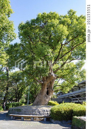 佐賀城の楠の巨木 101155551