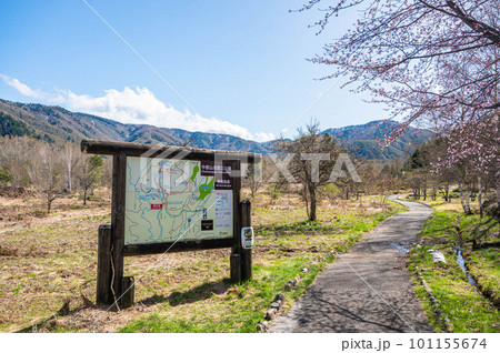 春の乗鞍高原　一の瀬園地 101155674