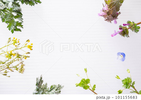 春の野草の花 春の野草の花 101155683
