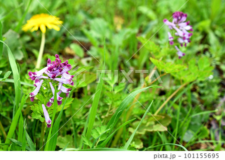 春の草はらに咲くムラサキケマン 101155695