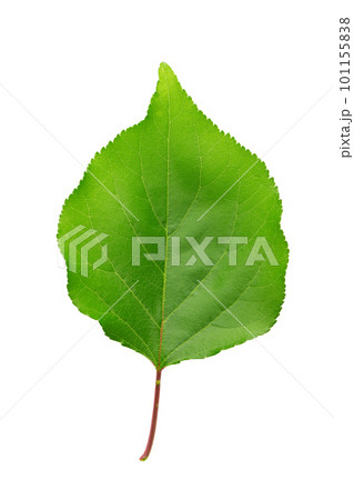 Green apricot leaf. Isolated on a white background. Green apricot leaf. Isolated on a white background. 101155838
