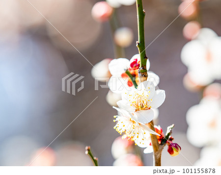 春の訪れを告げる満開の美しい白梅 101155878