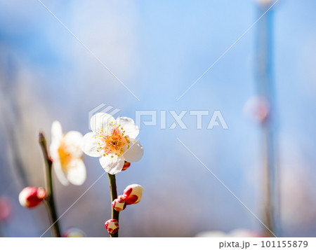 春の訪れを告げる満開の美しい白梅 春の訪れを告げる満開の美しい白梅 101155879