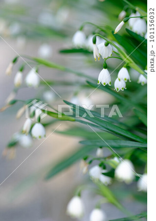 スイセンに似たスラリとした葉にスズランのようなベル形の花を下向きに咲かせるスノーフレークの花。春の訪 スイセンに似たスラリとした葉にスズランのようなベル形の花を下向きに咲かせるスノーフレークの花。春の訪 101156032