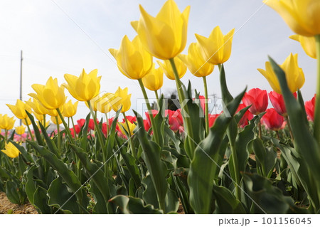 チューリップ 101156045