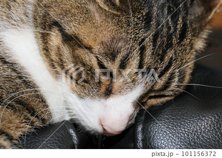 寝ている猫 寝ている猫 101156372