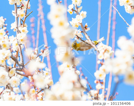 春の景色　満開の白梅の花の蜜を吸いに来たかわいいメジロ 101156406