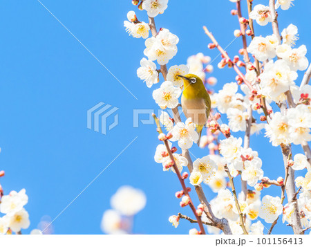 春の景色 満開の白梅の花の蜜を吸いに来たかわいいメジロ 春の景色 満開の白梅の花の蜜を吸いに来たかわいいメジロ 101156413