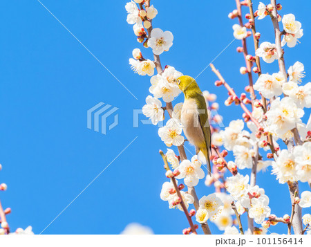 春の景色 満開の白梅の花の蜜を吸いに来たかわいいメジロ 春の景色 満開の白梅の花の蜜を吸いに来たかわいいメジロ 101156414