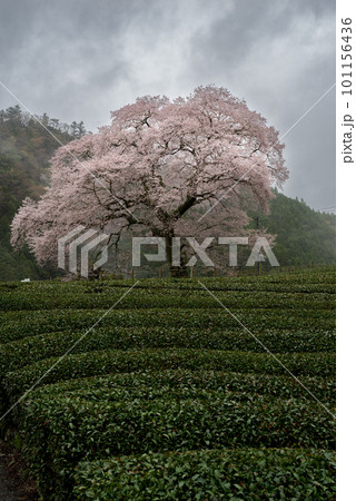 茶畑に咲く桜 静岡県 茶畑に咲く桜 静岡県 101156436