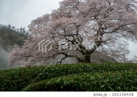 茶畑に咲く桜　静岡県 101156438