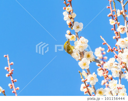 春の景色　満開の白梅の花の蜜を吸いに来たかわいいメジロ 101156444