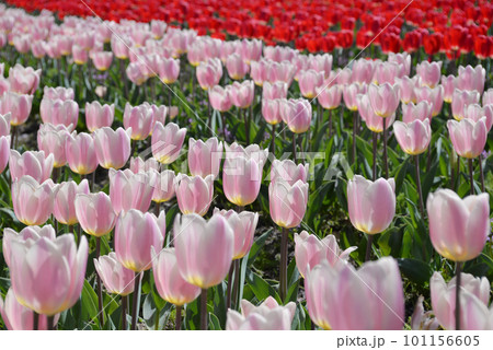 鮮やかに咲いたチューリップの花 鮮やかに咲いたチューリップの花 101156605