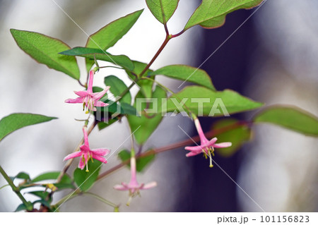 春の公園に咲く、ウグイスカグラのピンクの花 春の公園に咲く、ウグイスカグラのピンクの花 101156823