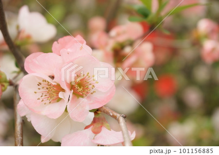 梅に似た花　ピンクのボケの花5 101156885